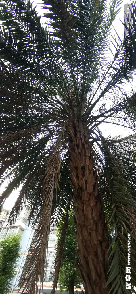 高大棕榈树展现热带风情