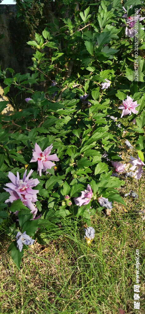 绿叶丛中的粉紫色木槿花朵