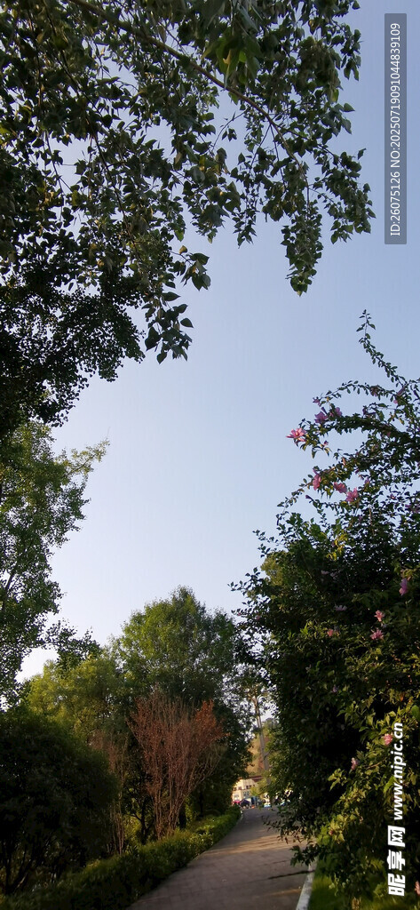 公园里的林荫小道