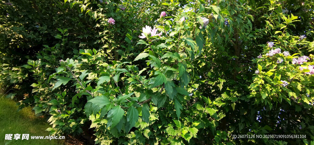 繁茂木槿绽放白色小花
