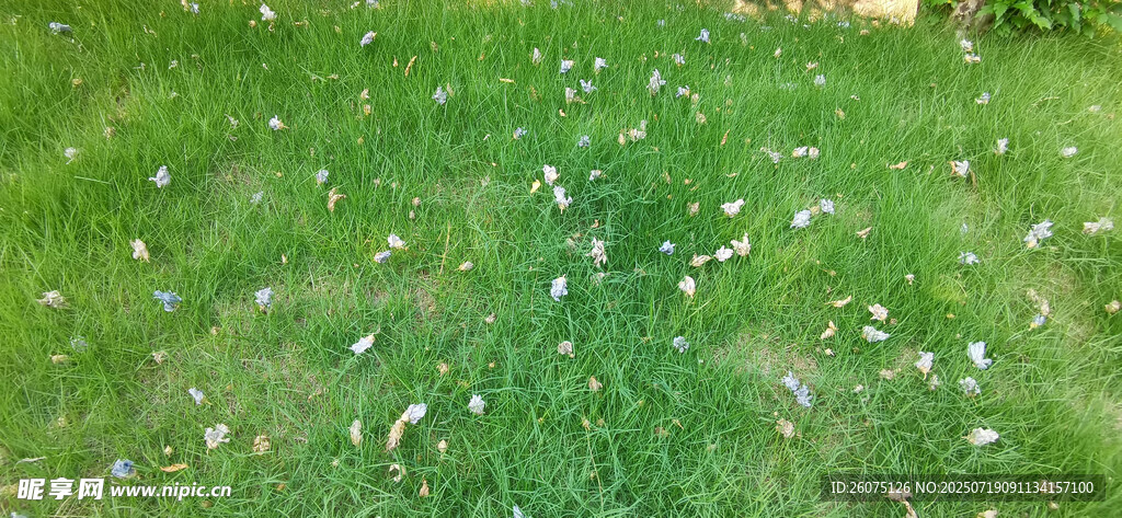 草地上掉落的白色花瓣