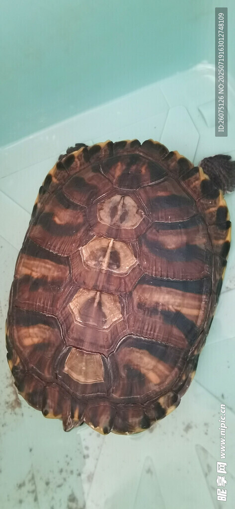 花纹独特的龟壳