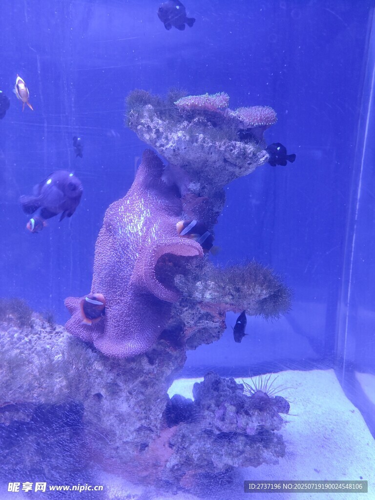 海底珊瑚景观