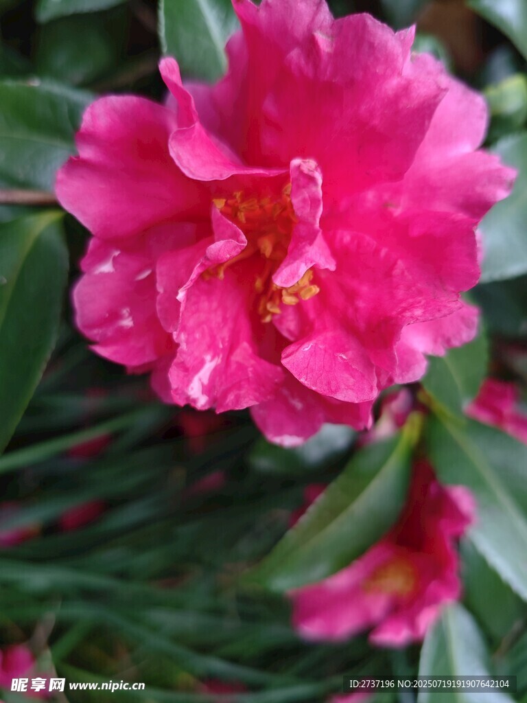 粉红色山茶花