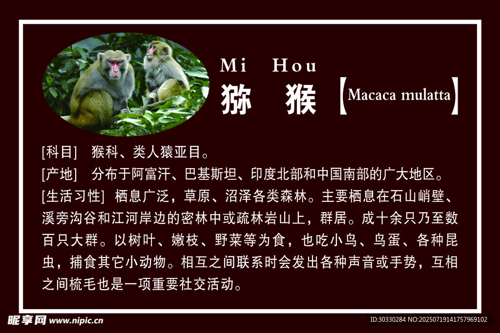 猕猴简介