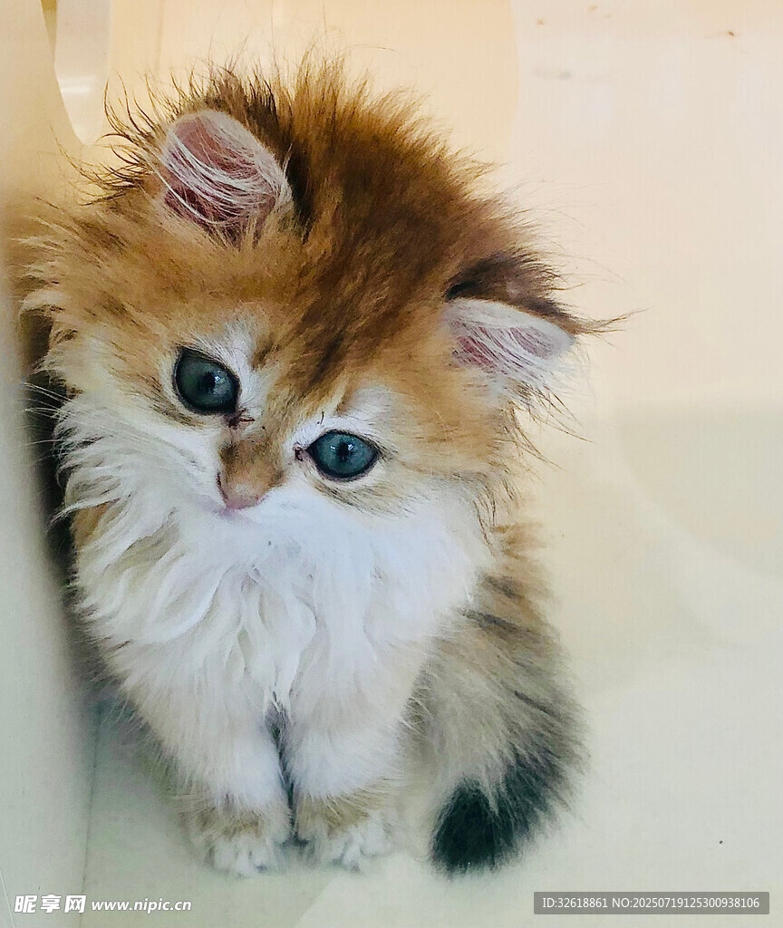 可爱长毛小猫靠墙而立