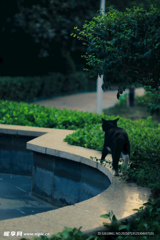 猫在喷泉边漫步