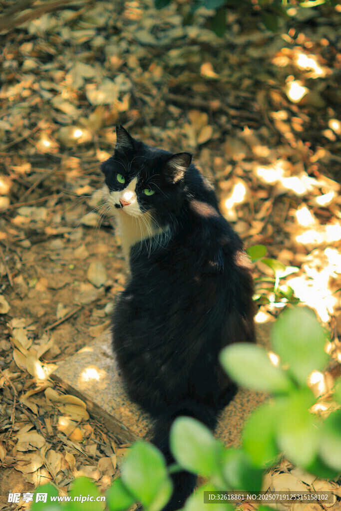 黑猫于落叶间休憩