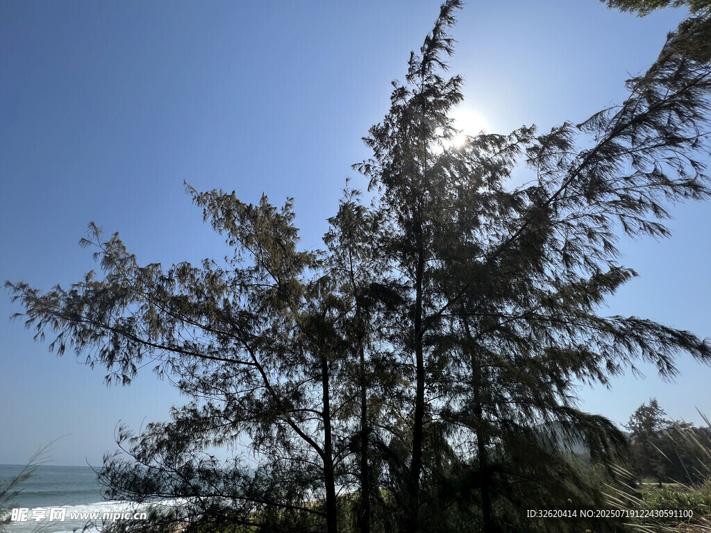 海边挺拔树木迎阳光