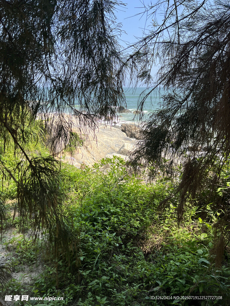 透过枝叶望海边美景