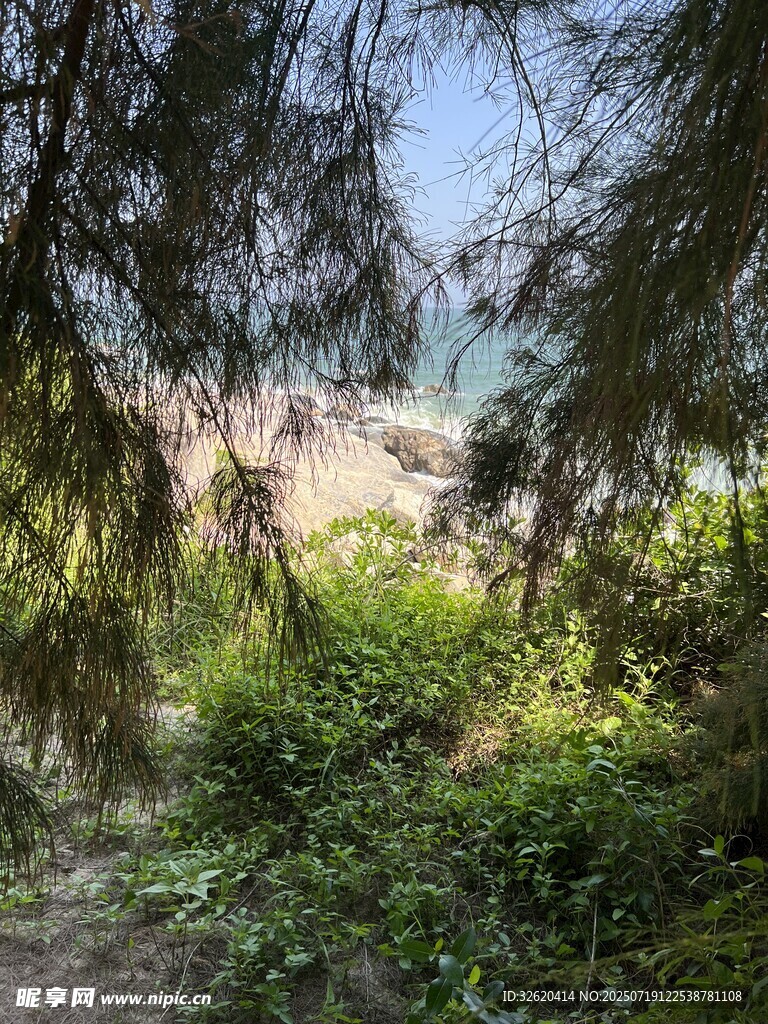 透过枝叶望海边景致