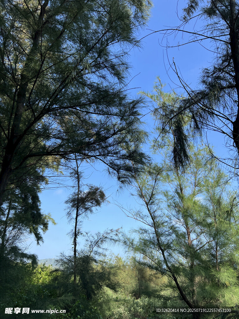 林间蓝天 绿意盎然的景致