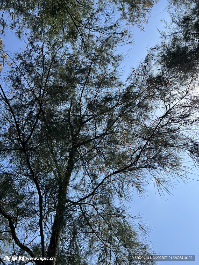仰视蓝天中的繁茂树枝