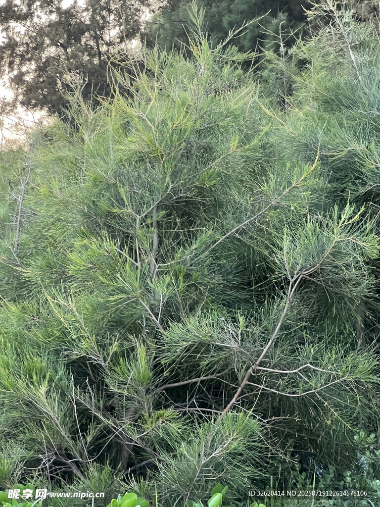 茂密松枝特写