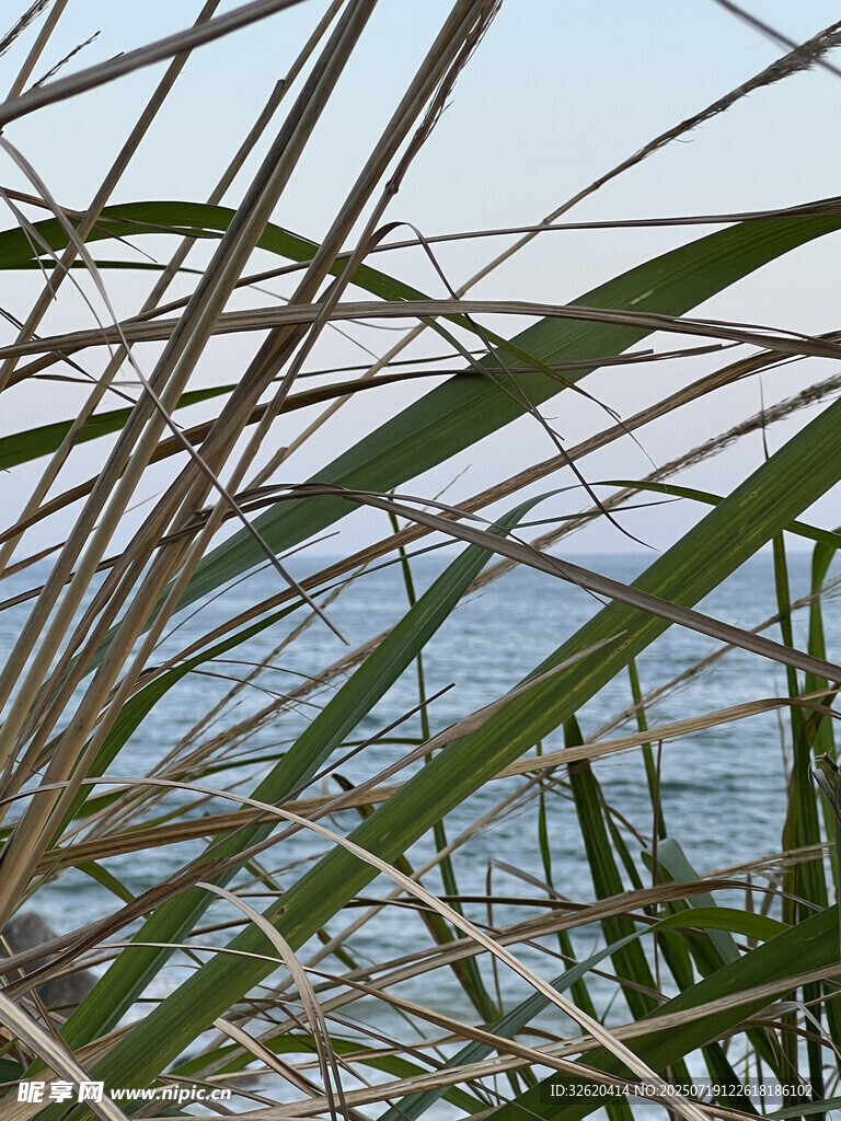 海边芦苇丛