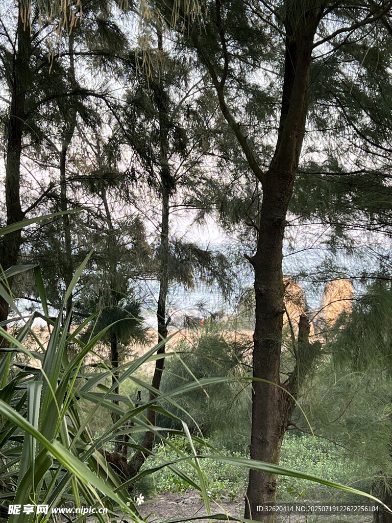 林间绿植景观