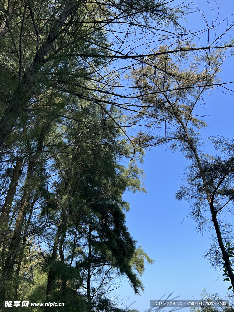 蓝天映衬下的茂密树林