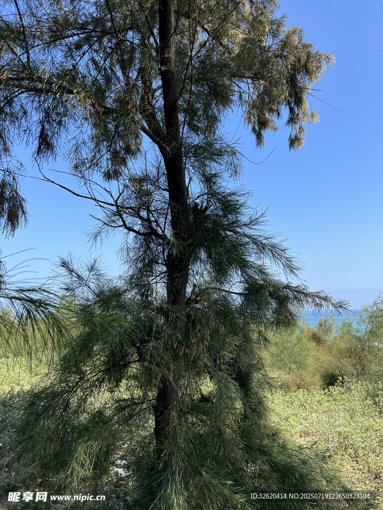 挺拔松树于开阔草地蓝天间