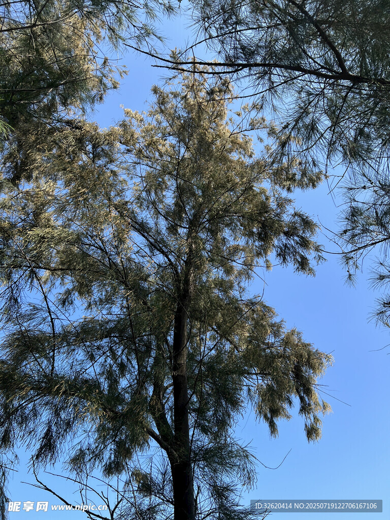 蓝天映衬下的挺拔树木