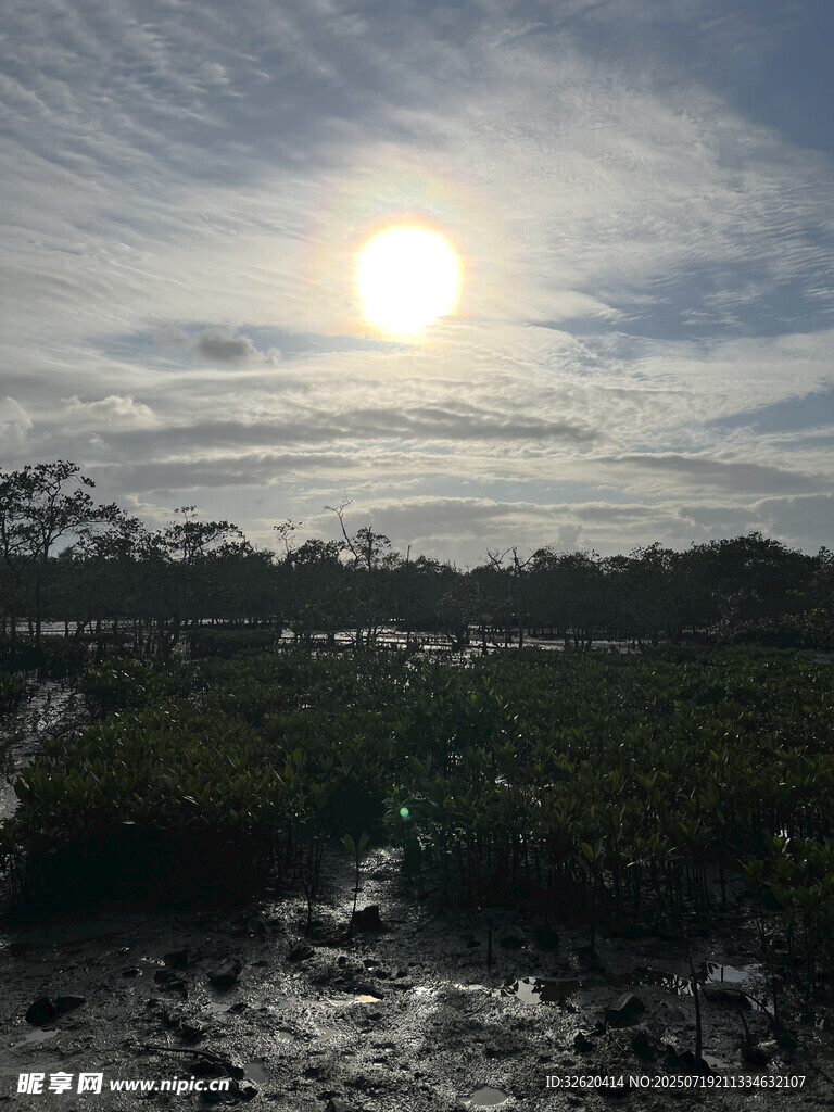 日出时分的湿地景观