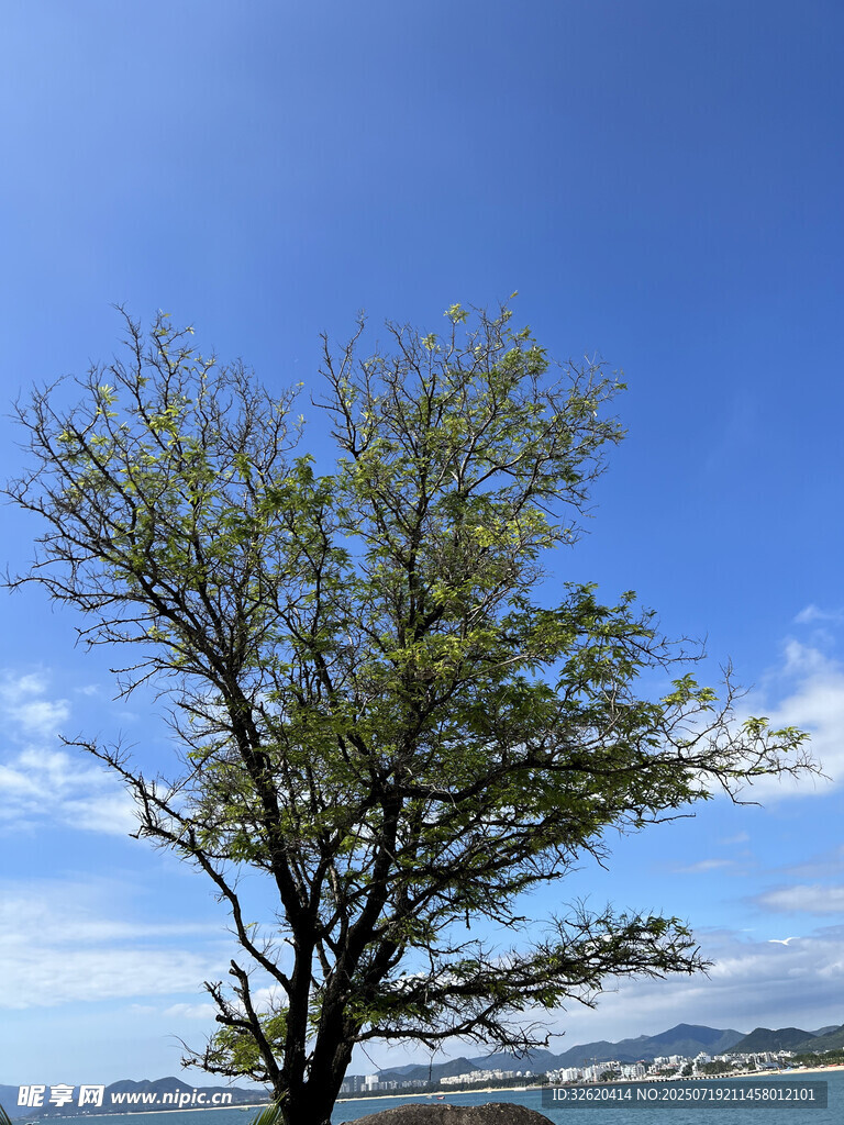 蓝天绿树风景独好