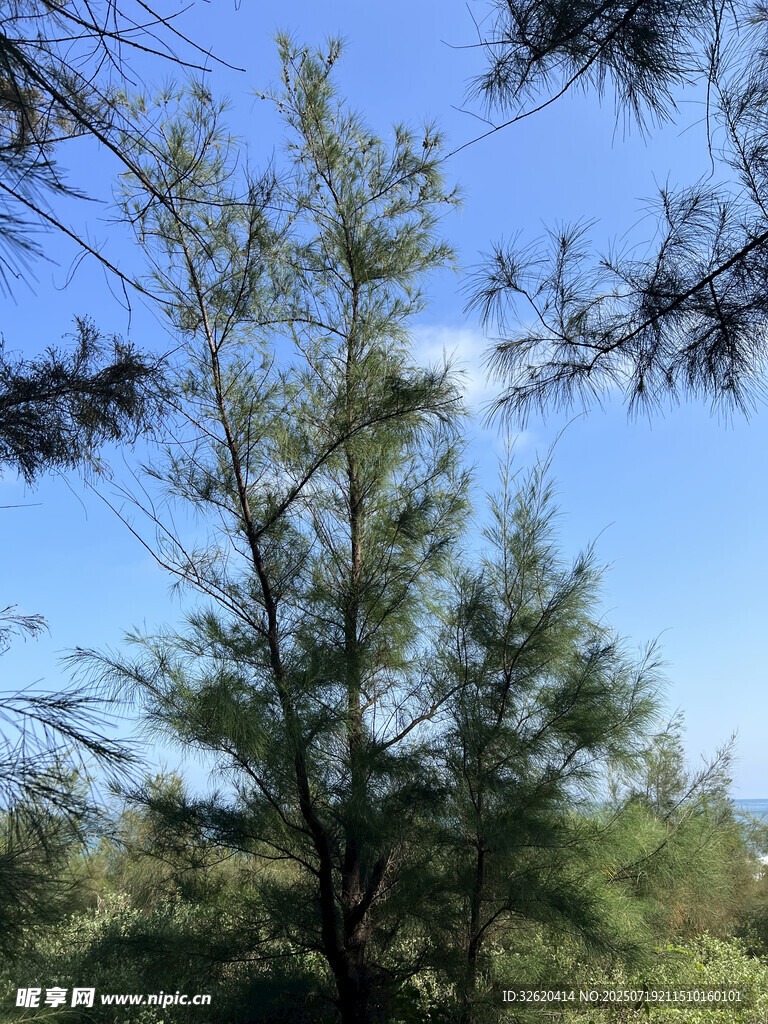 蓝天之下的挺拔松树