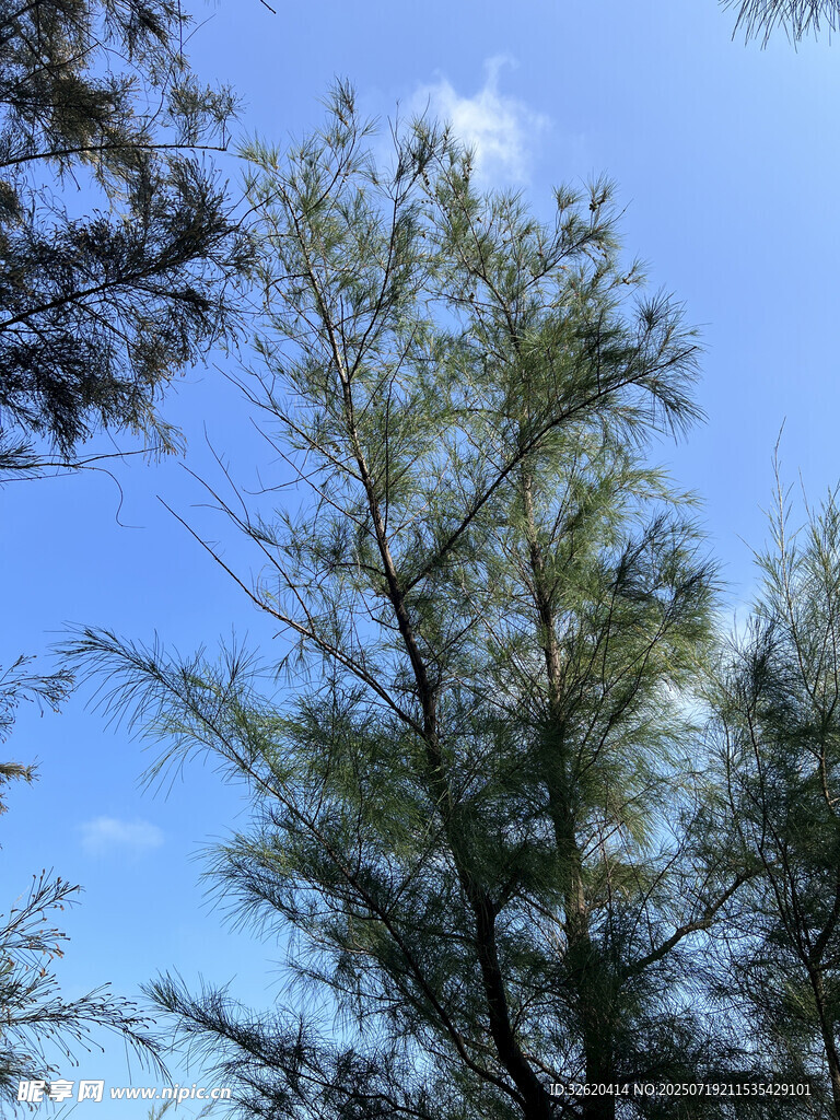 蓝天绿树风景图