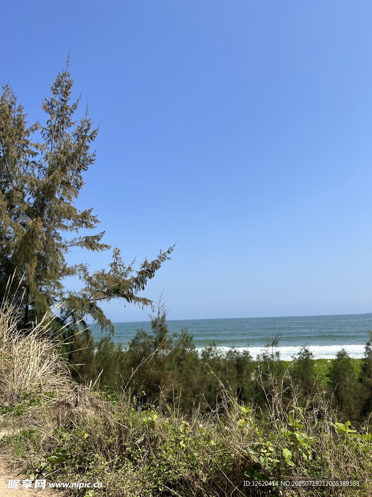 海边小径旁的绿植与海景