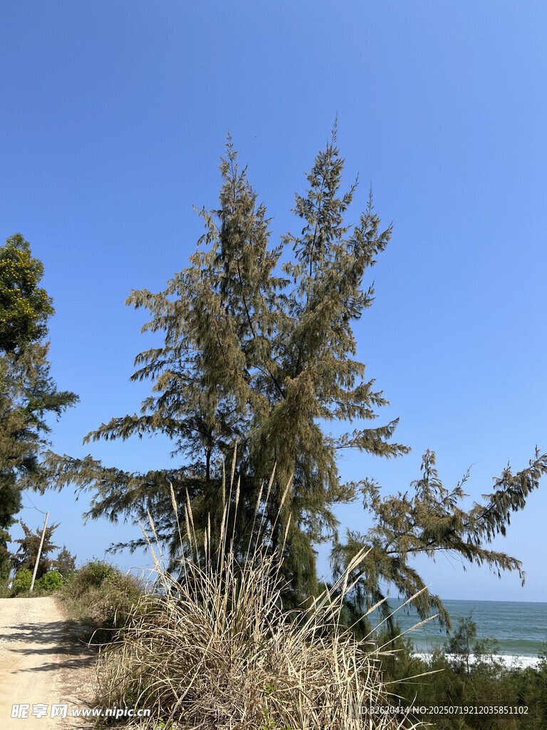 海边挺拔的树木与蓝天
