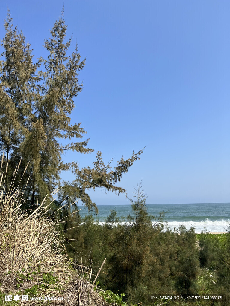 海边葱郁树木与蓝天美景