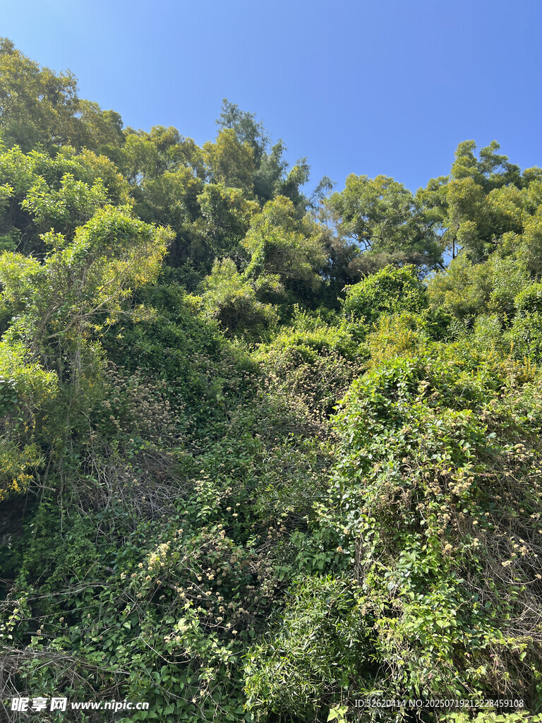 山坡绿意盎然的植被景观