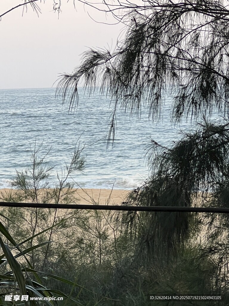 透过枝叶看碧海沙滩