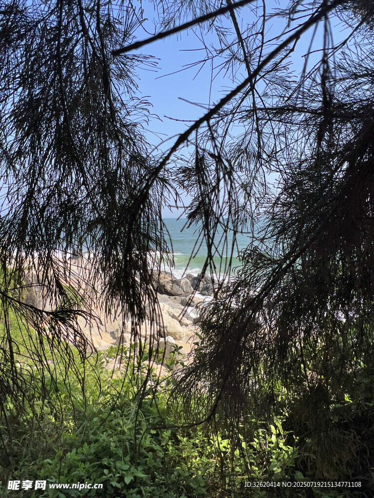 透过枝叶望海边岩石