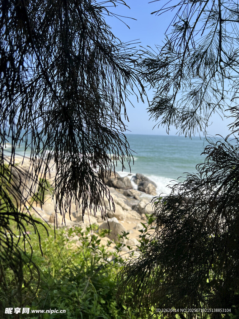 透过枝叶望碧海沙滩