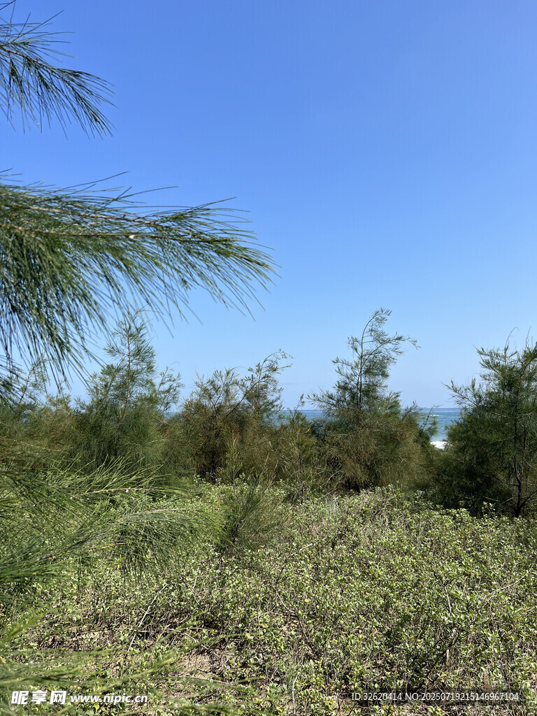 海边绿植景观
