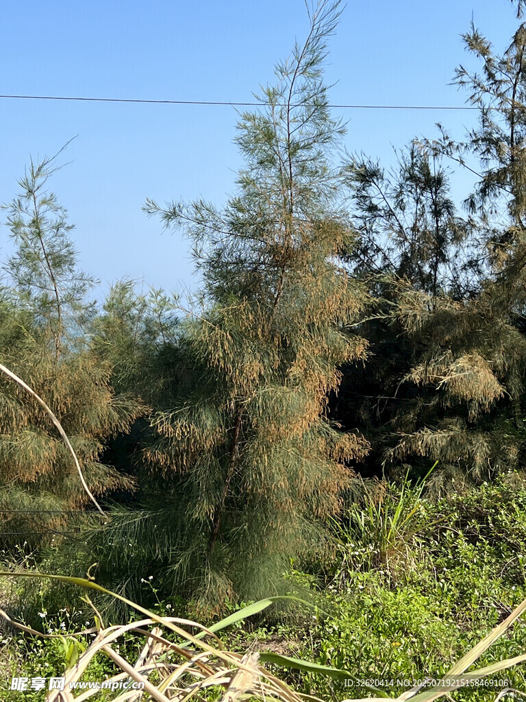 野外杂乱植被景象
