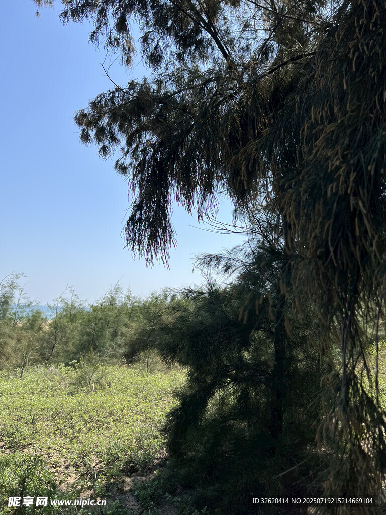 野外葱郁树林景观