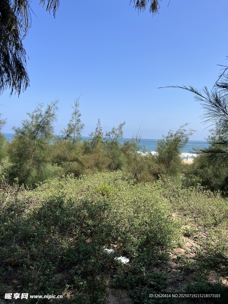 海边绿植景观