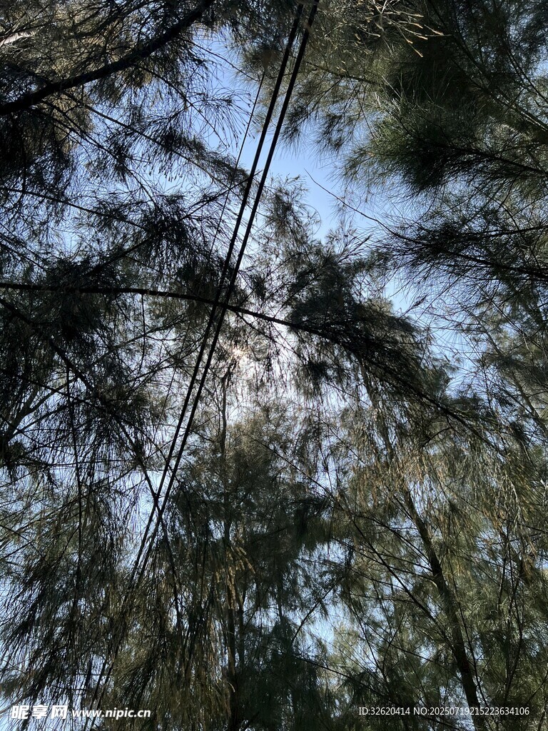 仰视茂密树林的葱郁景象