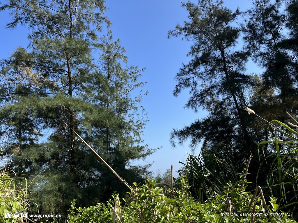 蓝天绿树间的自然景致