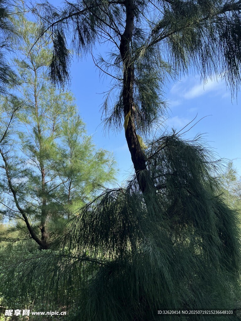 挺拔松树于蓝天绿树间