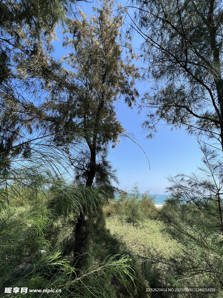 野外葱郁树木与开阔蓝天