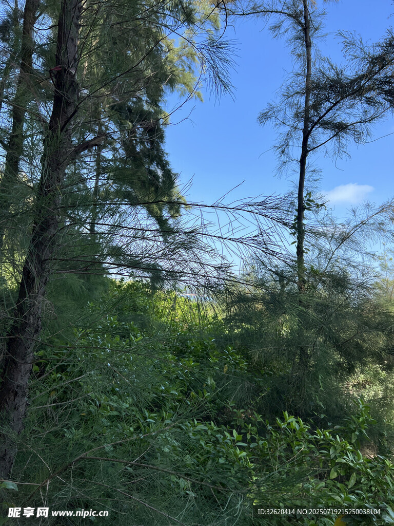 森林中的繁茂绿植与树木