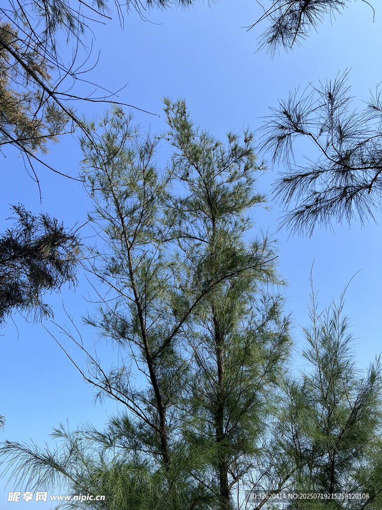 蓝天之下的挺拔松树
