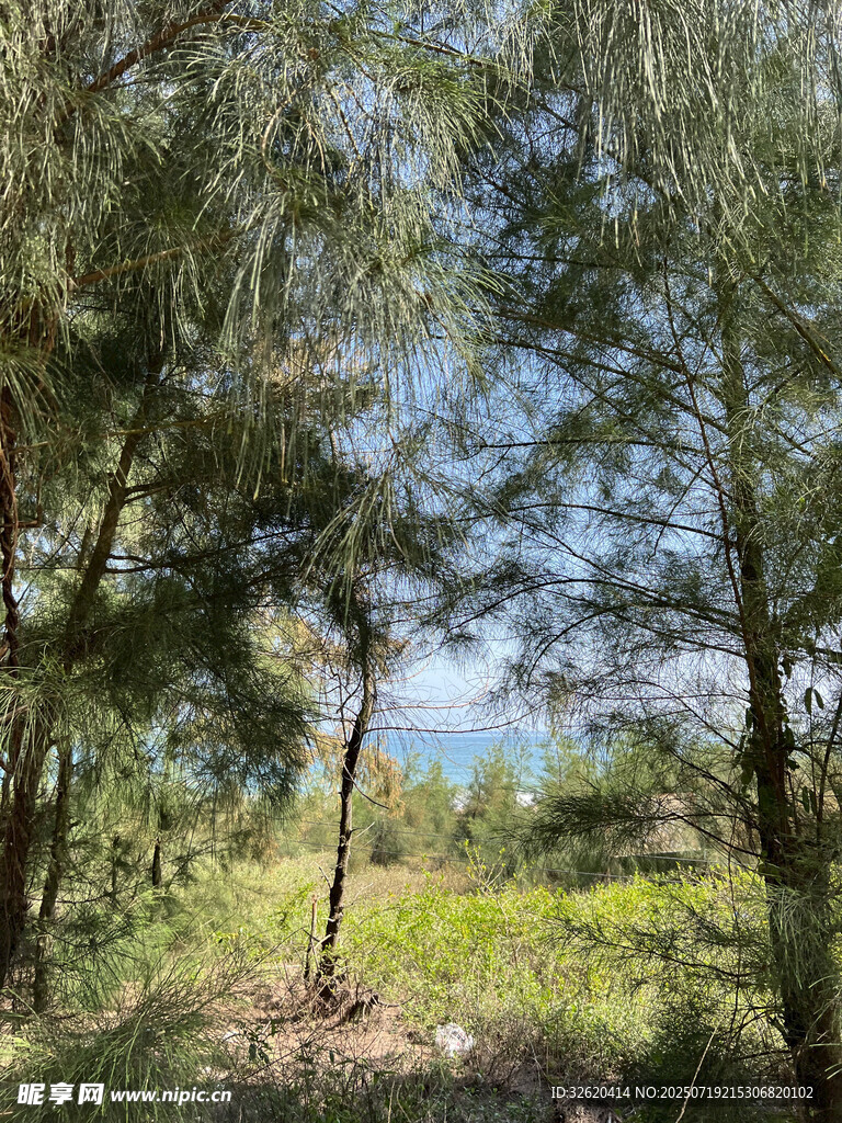 林间景致 绿意盎然的自然