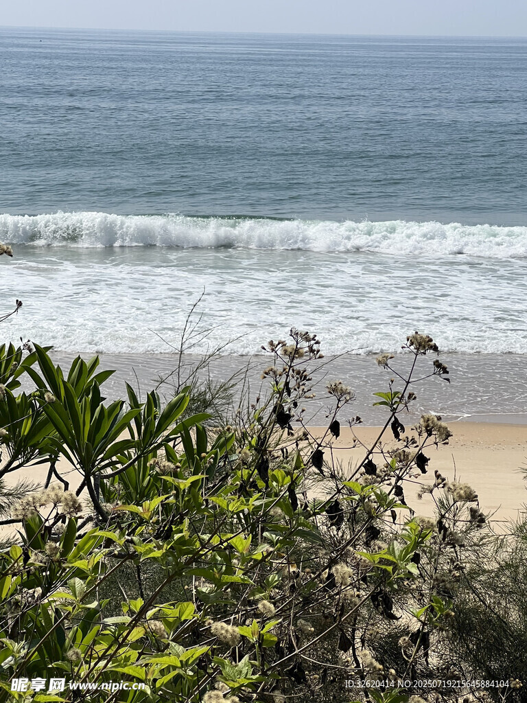 海边绿植与翻涌海浪