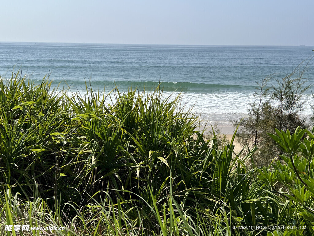 海边绿植与海浪景观