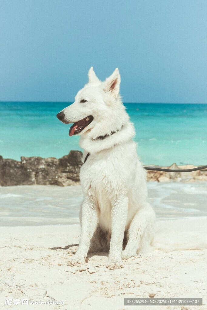 沙滩上的白色萌犬