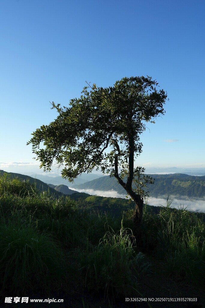 孤树挺立山间云海之上