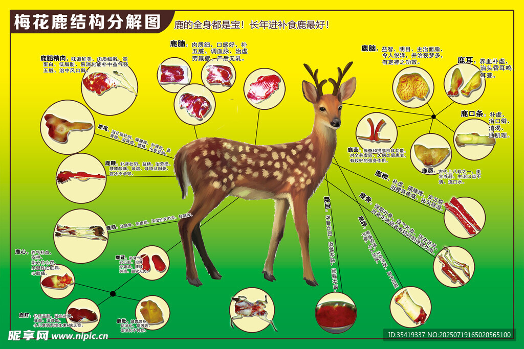 梅花鹿身体部位科普图